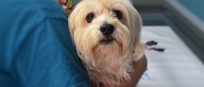 jaminriverside-dog-1912874