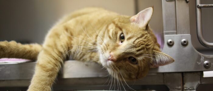 joannafotograf-cat-4988407