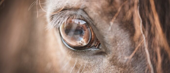 pezibear-eye-6315225