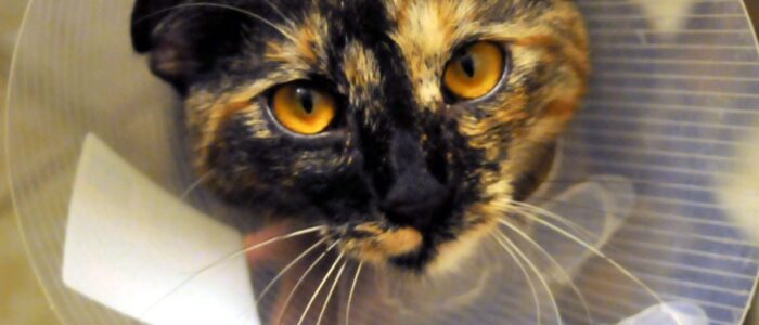 publicdomainpictures-cat-19106